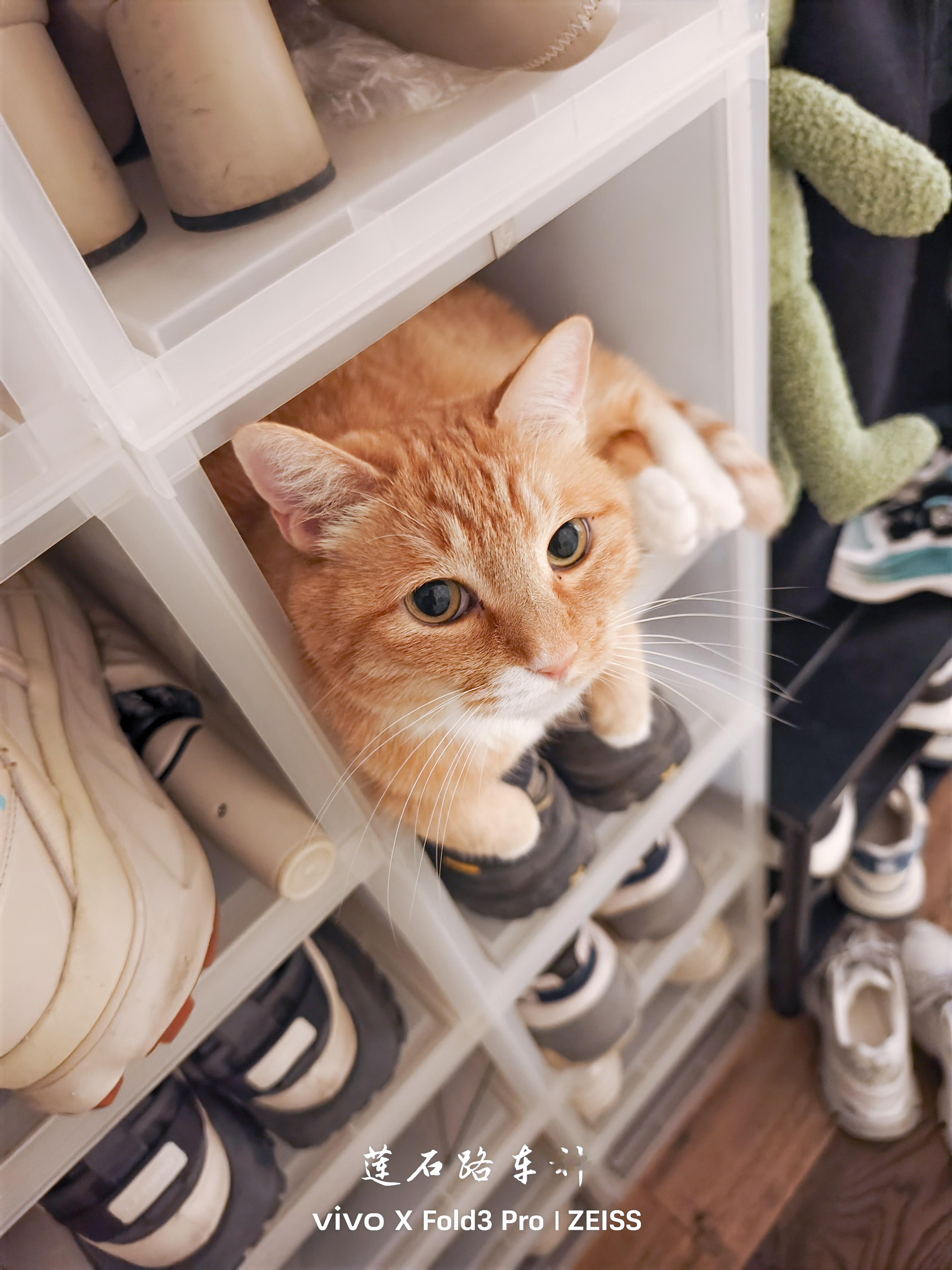 猫这个玩意儿是真挺会找地儿的​​​