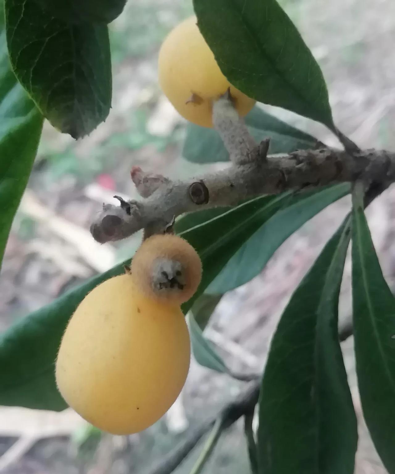 初夏的菜园里真热闹。猜猜这是哪个地方的？