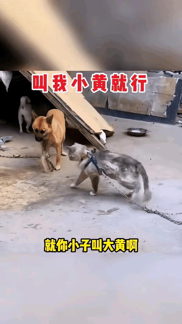 有了“煤气罐”就可以横着走。猫咪拉着煤气罐四处晃悠，看到谁都想训斥几句。连以前在