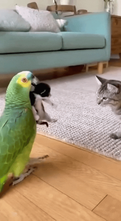 这鹦鹉也太欠揍了吧！皮得没边还秒认怂，看完直接笑喷！趁猫妈