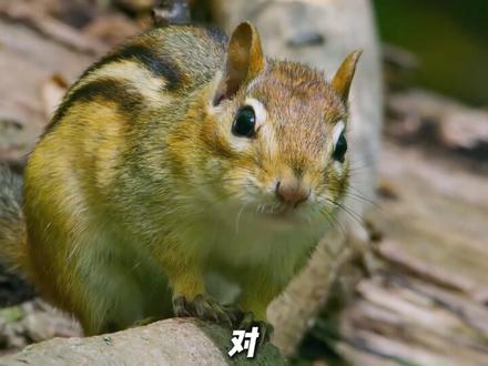 禁止废话：为什么当年李小龙突然就死了？涨知识了