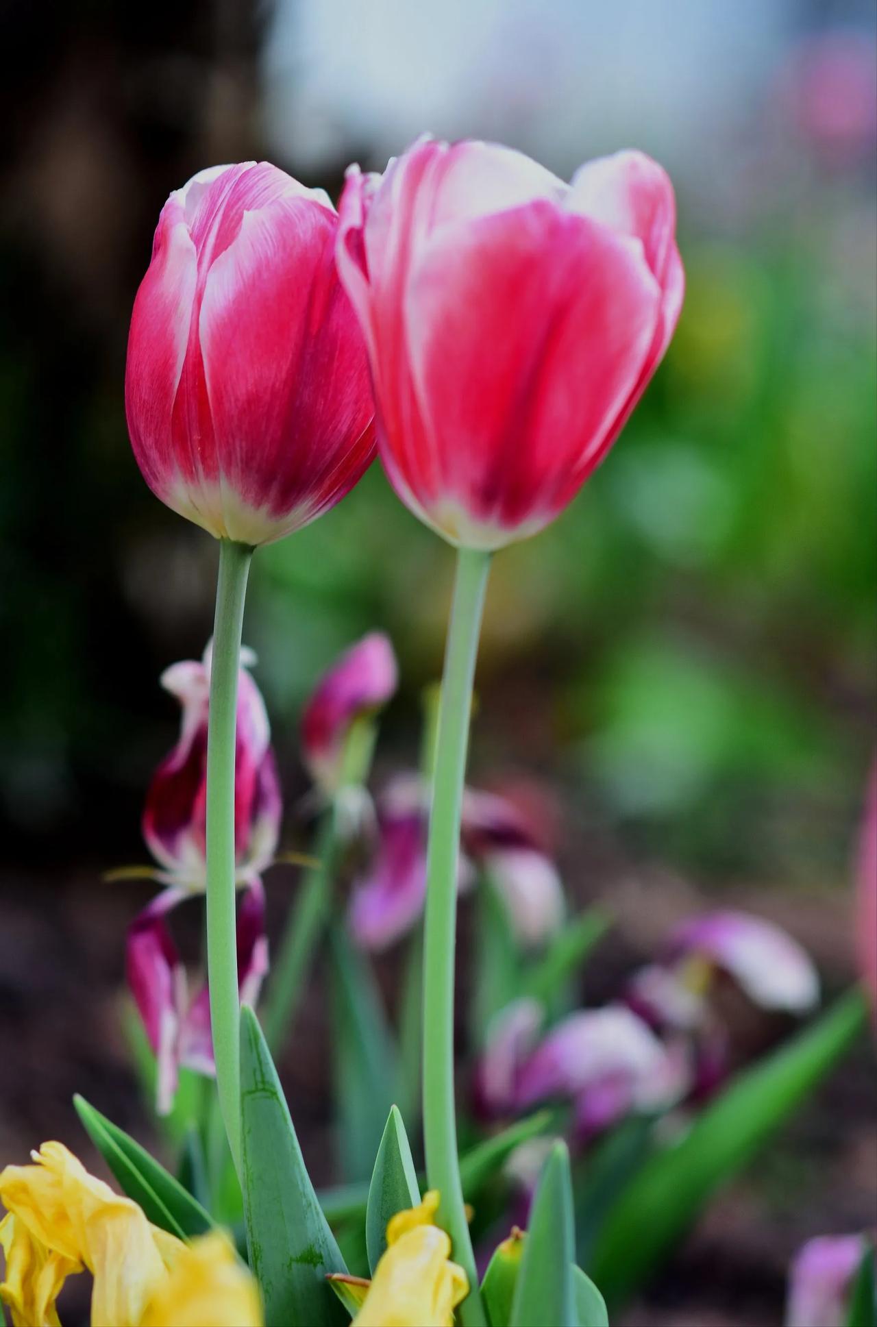 粉嫩的郁金香绽放，春天的气息扑面而来！🌸🌸🌸郁金香の花海郁金香如期盛放