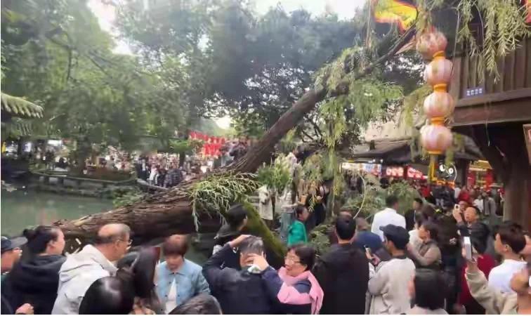 “轰隆”。一棵百年古柳倒塌，两名游客被砸中。10月25日，成都武侯祠锦里古街的