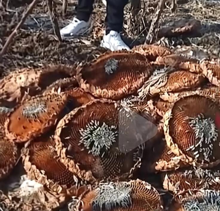 这年头儿种地太难了，防来防去却防不了邻居蒙古呼伦贝尔一男子包了将近100亩的地