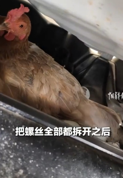 太离谱了！”河南南阳，一女子最近发现，她开车出门时都能听到鸡叫，原本还以为自己幻