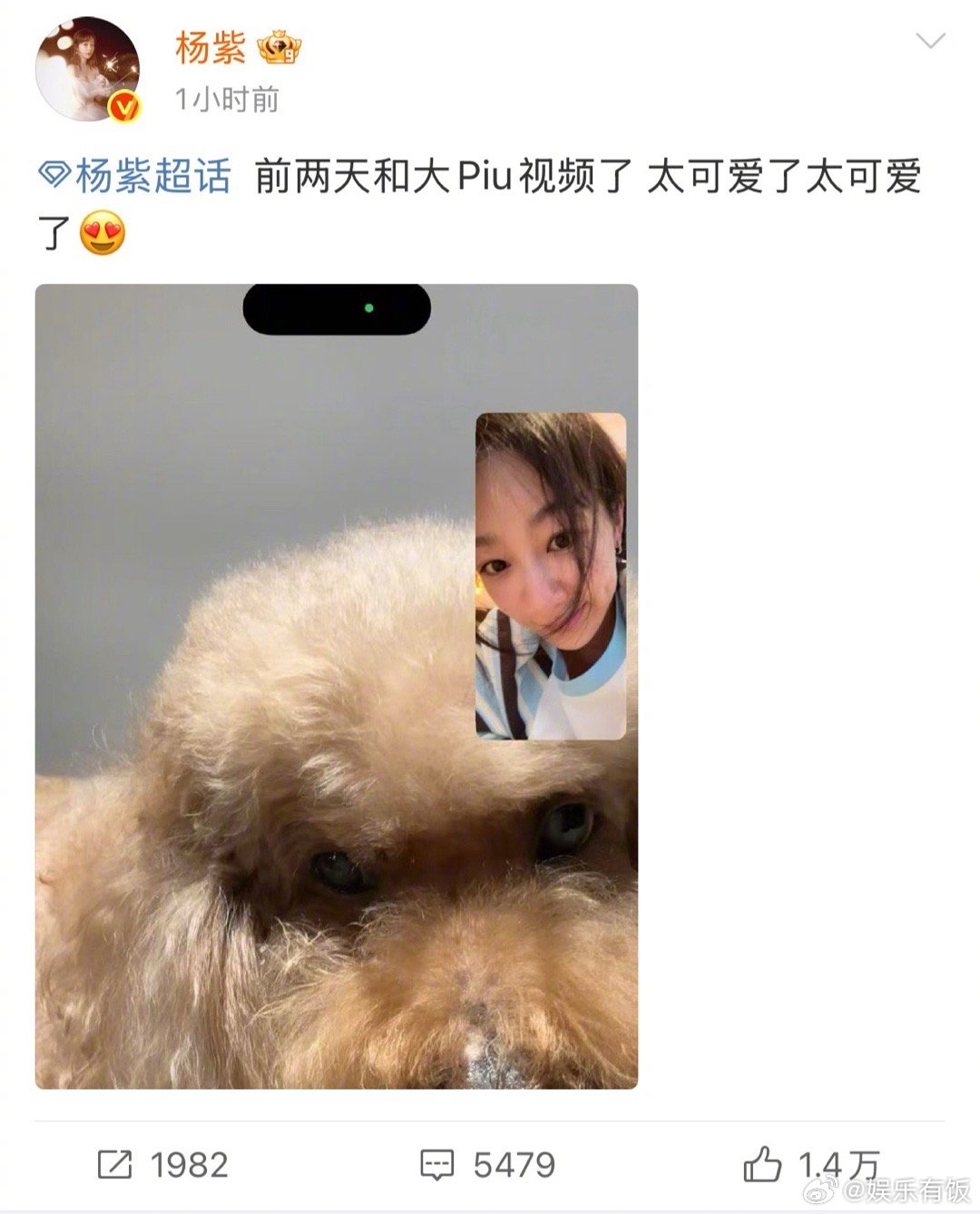 杨紫和狗狗视频电话晒出和狗狗大piu视频电话的截图，图上有一人一狗都很可爱[哇