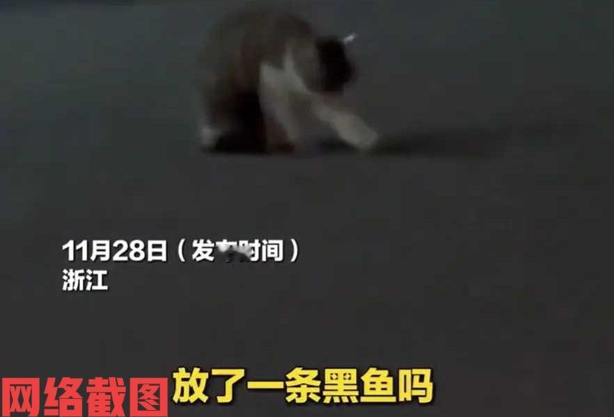 浙江有女子晚上下班回家。当女子在家门口时，突然看到门口有个黑乌乌的东西，给女