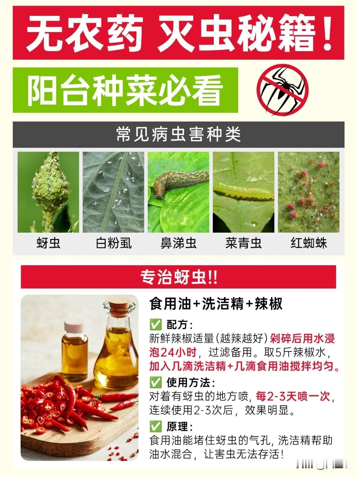 阳台蔬菜长虫了别急着打药！厨房里4样东西，喷一喷虫就跑（附原理+避坑）高温+