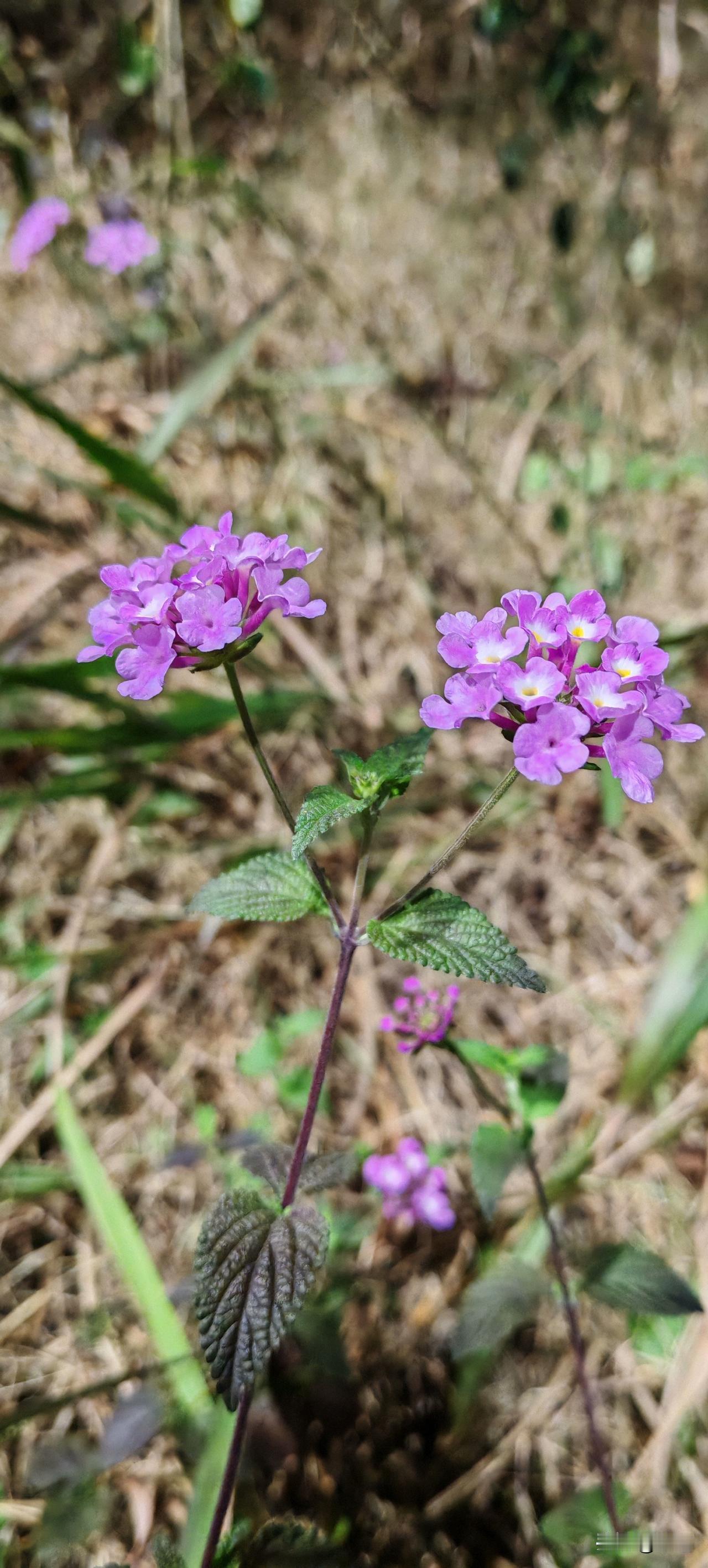 大姐62，大姐夫63。现在大姐夫非要和大姐离婚，一天都过不下去了，而且离婚申请都