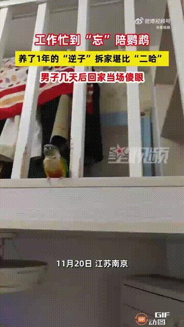 江苏南京一名男子养了一只鹦鹉，在闲暇时，他总会陪着鹦鹉玩耍，感情十分深厚，谁料他