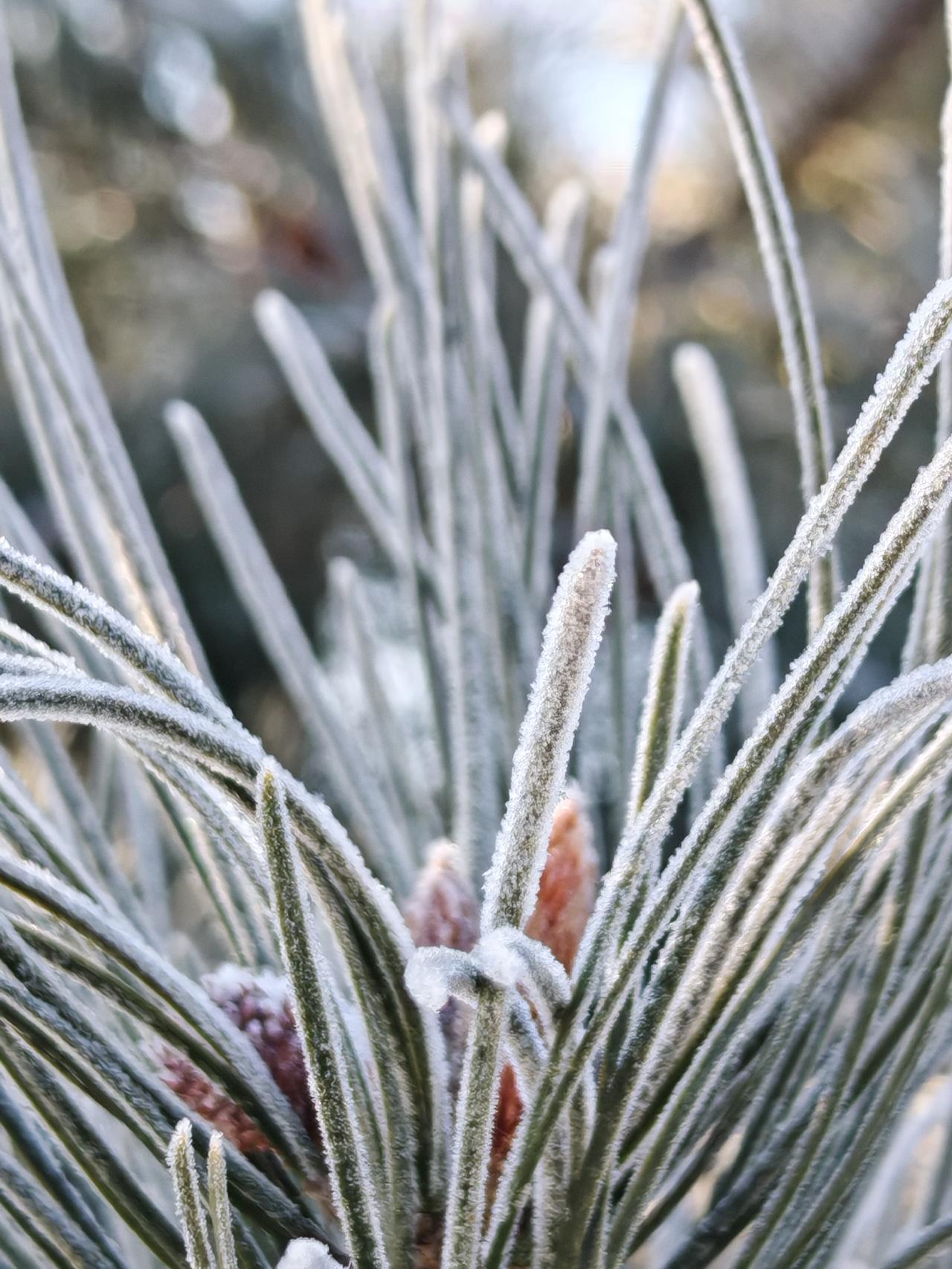 与痛风斗争的经历85今天早上晴，又是新的一天。早上起床，浑身各关节没