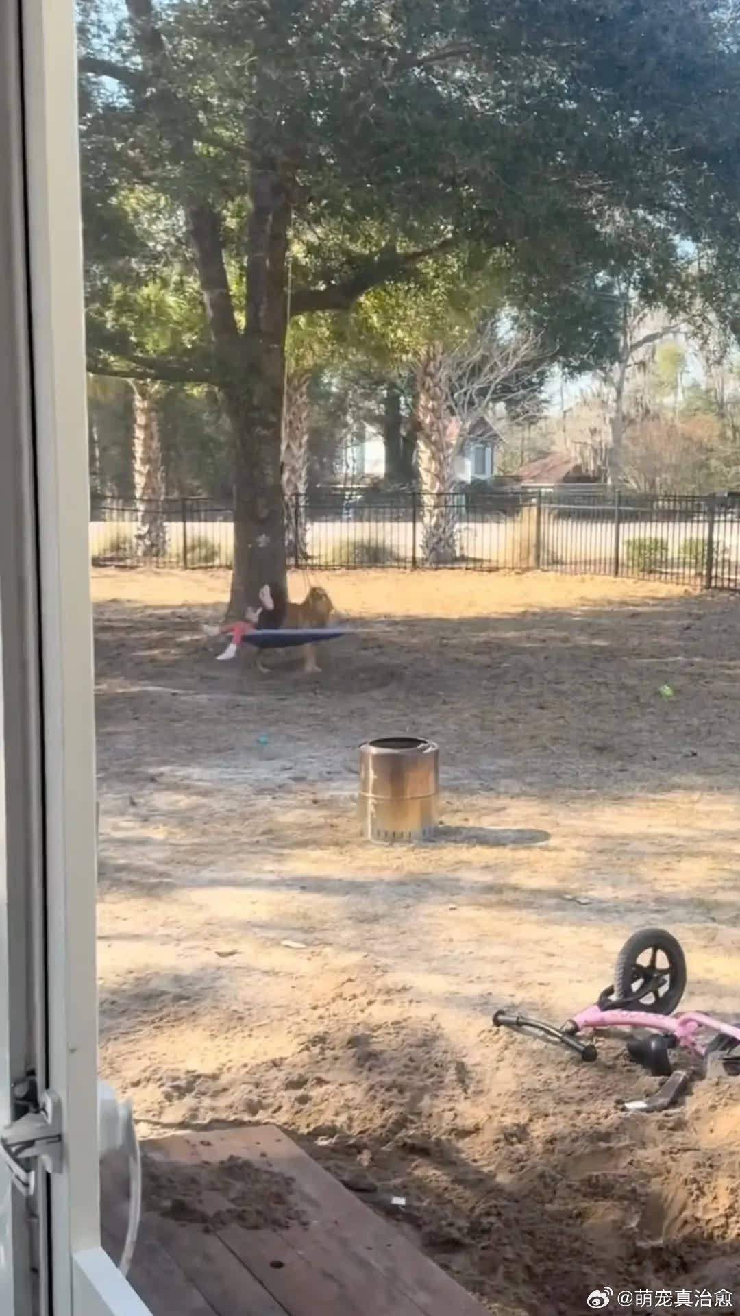 这就是养狗的意义萌宠宠物