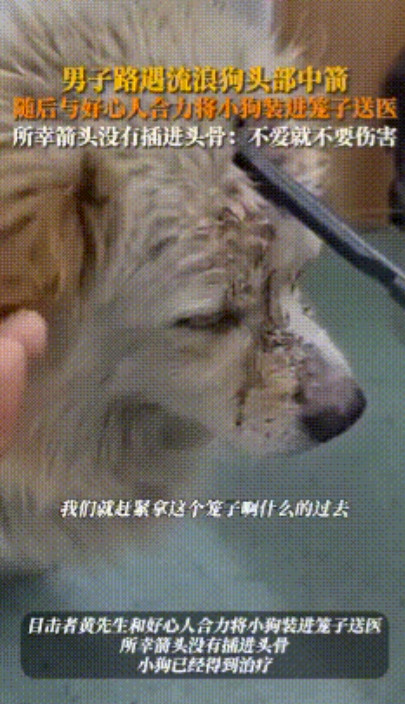 是谁这么狠心，用箭头穿破了流浪狗的头部，大概受伤已经有一段时间了，依稀能看见流浪