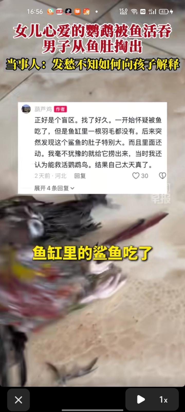 6月24日，沧州市肃宁县。网友发视频称，家里鹦鹉离奇失踪，起初怀疑是被鱼缸里的鲨