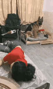 它比儿女贴心，比丈夫忠诚，难怪那么多人开始养狗，太暖心了。
