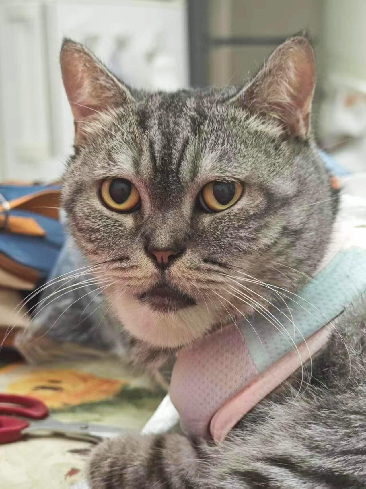 终于知道猫为什么没下巴了