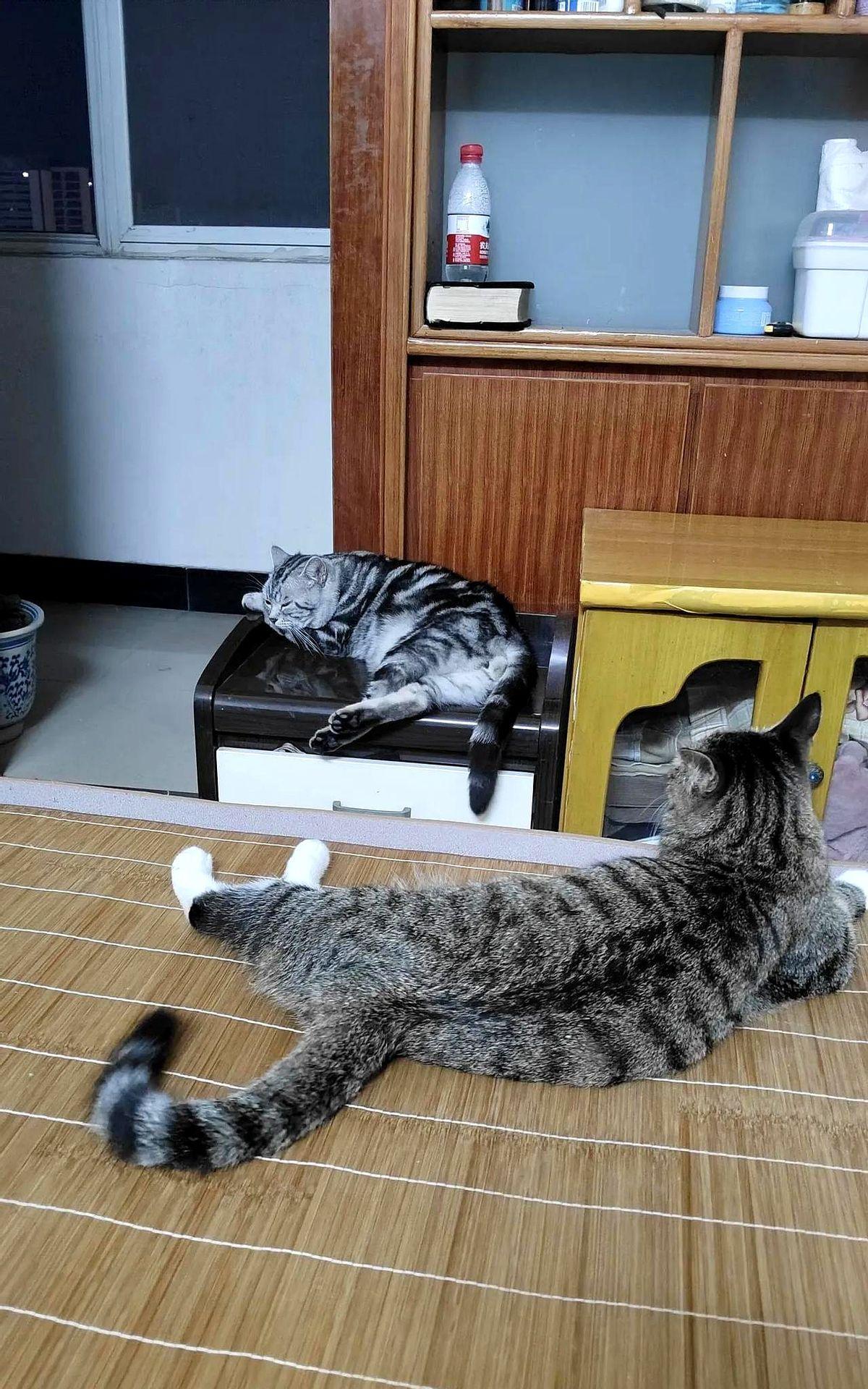 猫真是个神奇的东西，昨晚吃了饭卧室开空调，虎斑猫躺着舒服的不得了，喊来喊去就是不