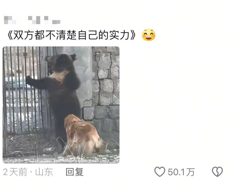 猛兽迷惑行为大赏熊：这届狗子不讲武德！说好的体型压制呢？🐻❓🐕​​​