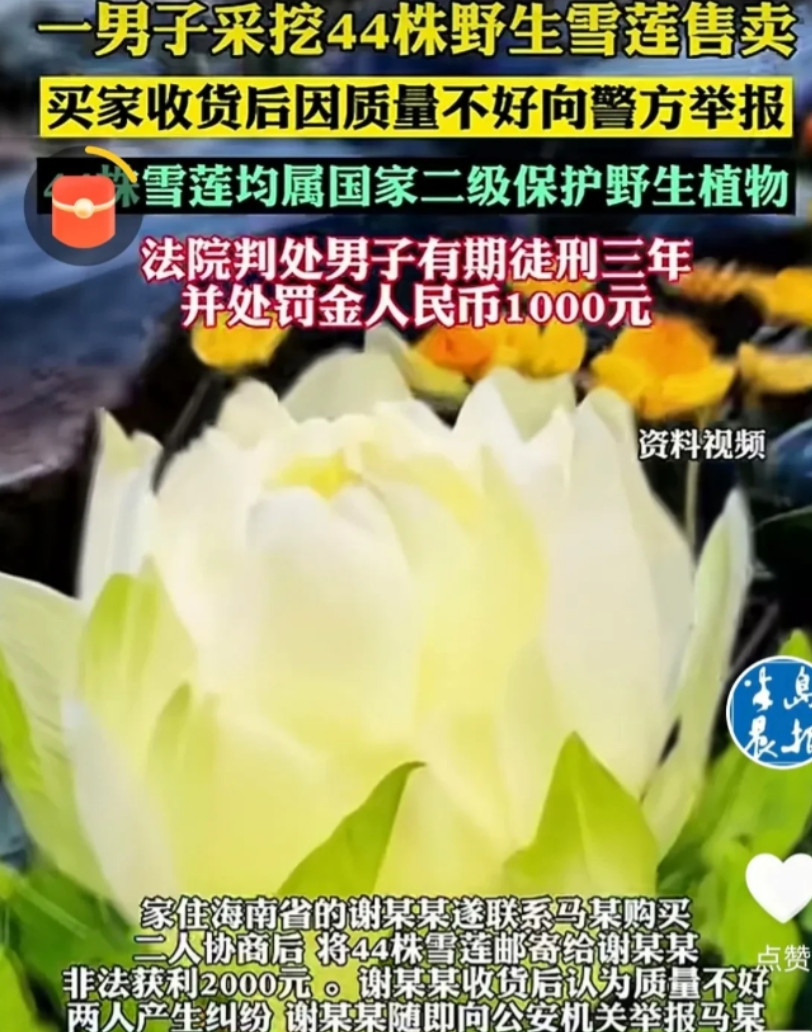 “长记性了！”新疆，一男子上山采蘑菇，意外发现一片野生雪莲，他一口气把44株全给