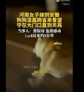 破防了！狗狗从河南走5公里到安徽看望刚出嫁的女主人，凌晨1点一直等到早上7点，不