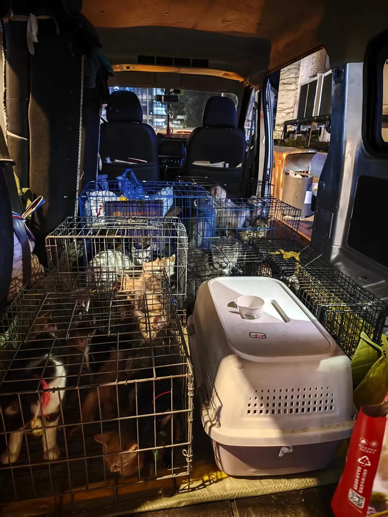 当面前的这些流浪猫被整齐划一的抬上面包车上面的时候，此时的她们还不知道究竟发生了