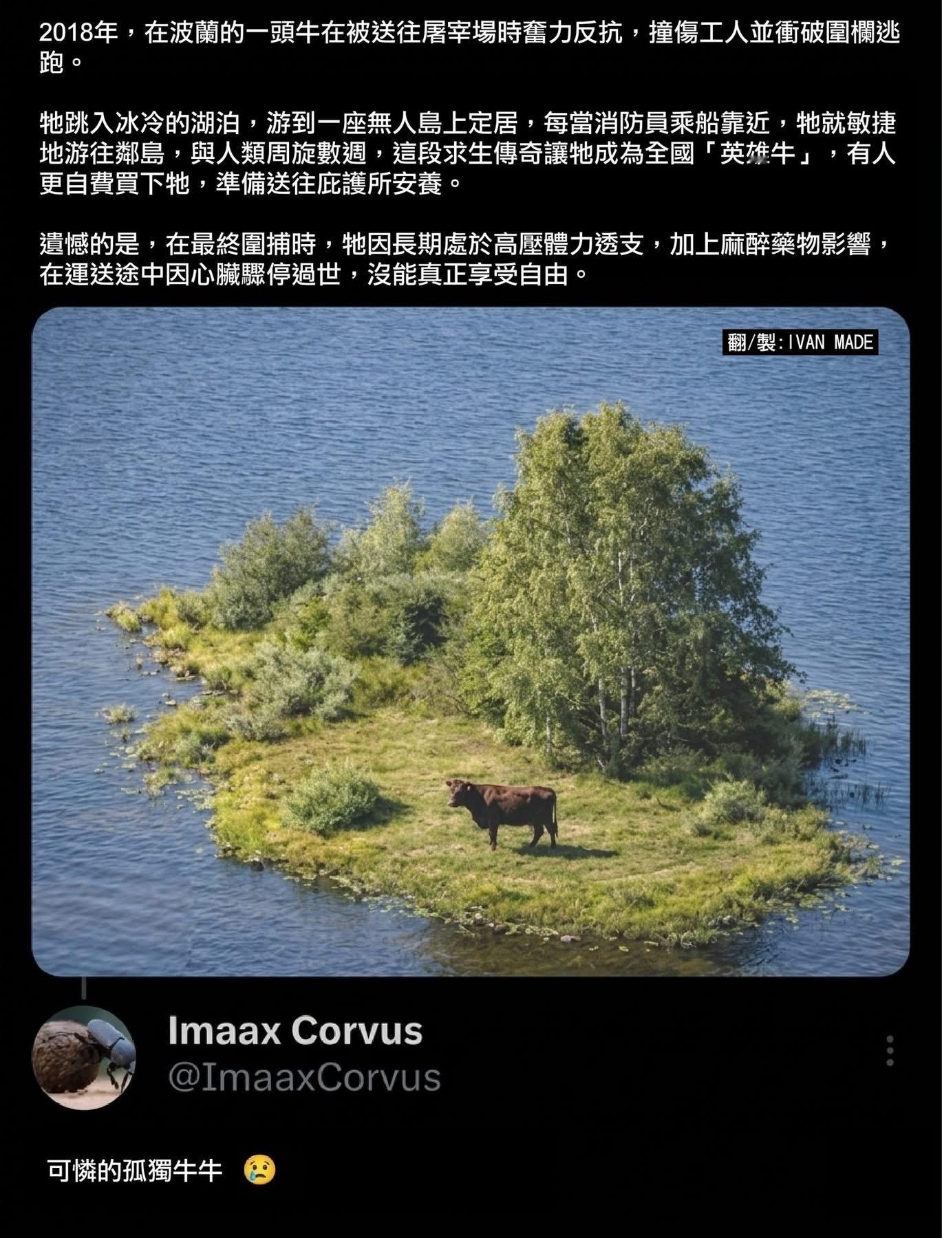 孤独牛牛​​​