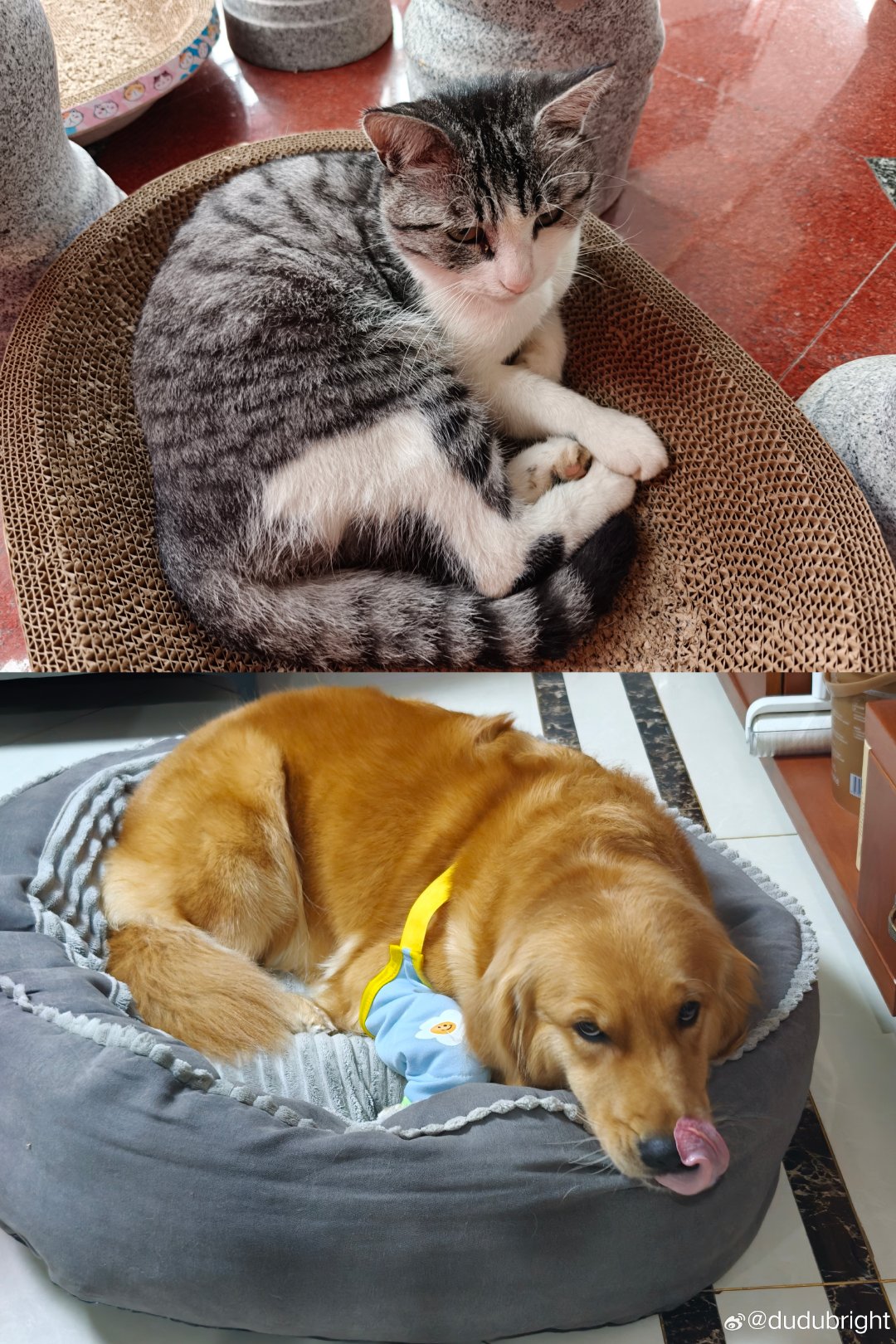 假期结束了。回家看留守儿童[doge]#猫咪#​