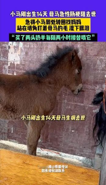 “万物有灵！”四川一男子，家里有匹刚出生不久的小马，每天都会去墙角盯着上面一撮尾
