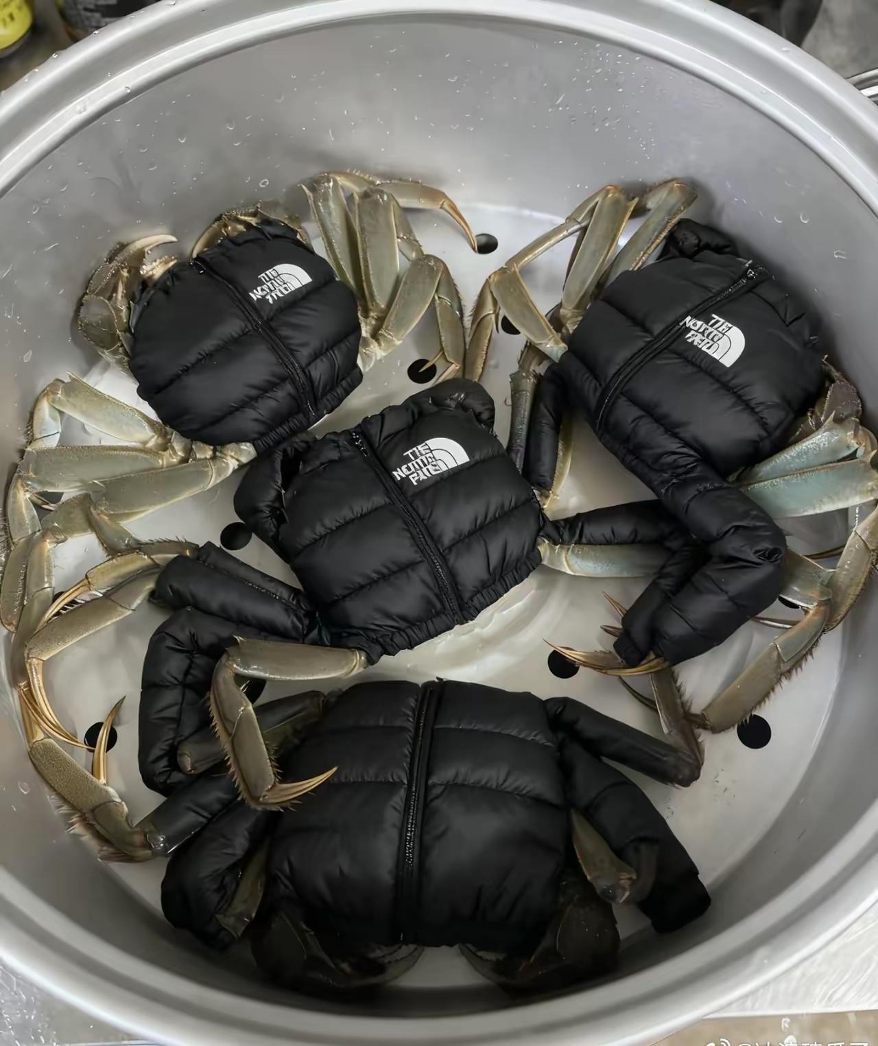 怎么给它穿上羽绒服了[捂脸哭]