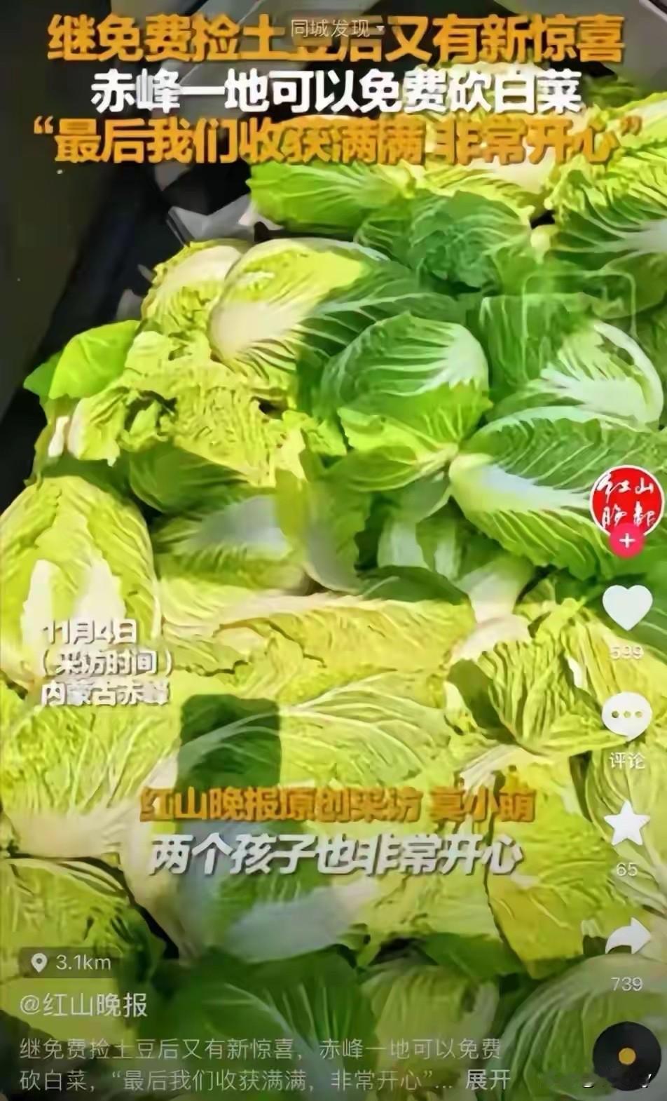 近日，内蒙赤峰的一位种植大户，自己种植400亩白菜，两天内被一扫而空！原因是