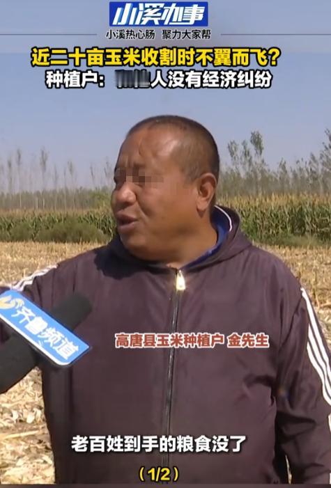 离了大谱！山东聊城，一男子承包了18亩地种玉米，从春忙到秋，眼瞅着棒子个大饱满，