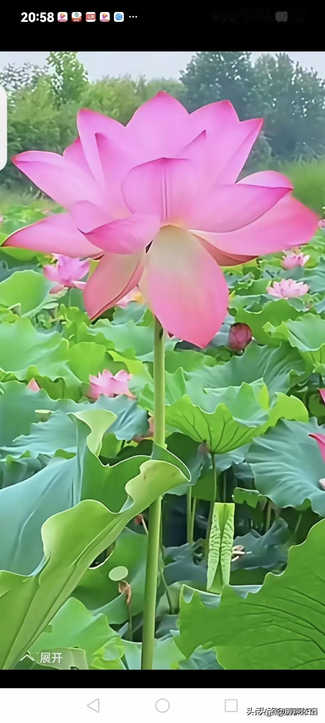 七律《赏荷》池塘荷艳竞芬芳，朵朵鲜妍引客忙。轻拂柔风花自舞，遥传十里暗