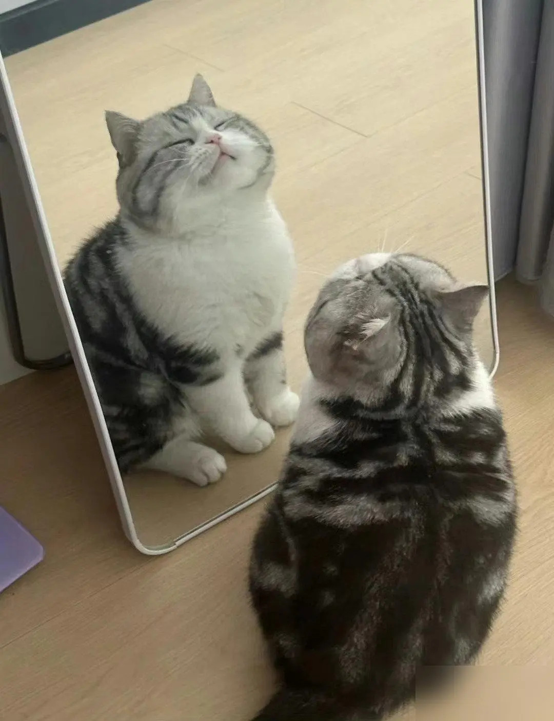 猫咪：又是被这张脸美哭的一天！​​​