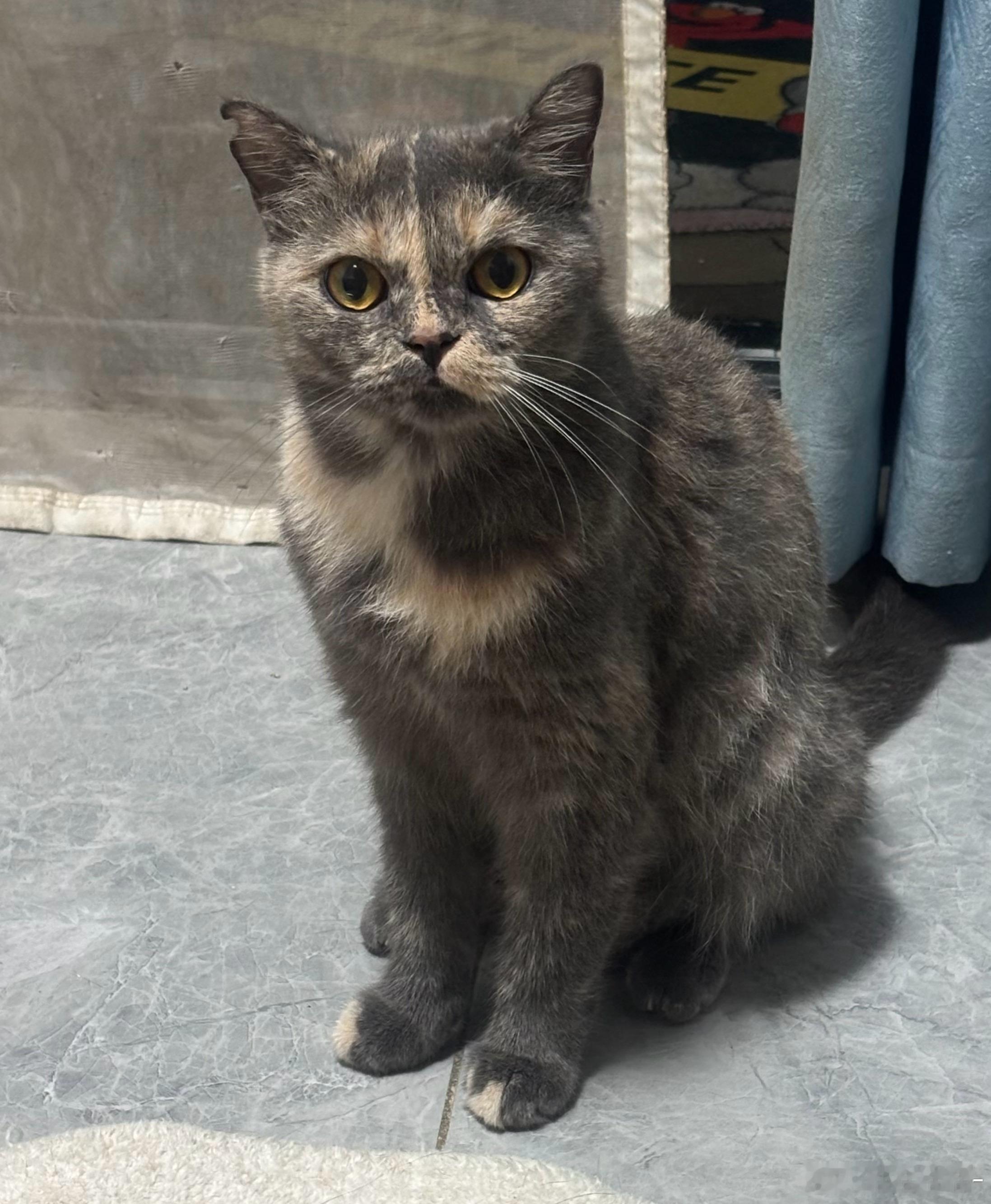 喂了小奶猫一星期，将垃圾站小脏猫小臭猫变成香香软软的小团子。每天泡奶喂奶帮排便，小家伙们也很争气一天
