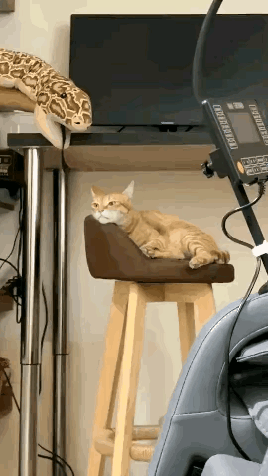 这可能是这只猫，这辈子最大的噩梦了。