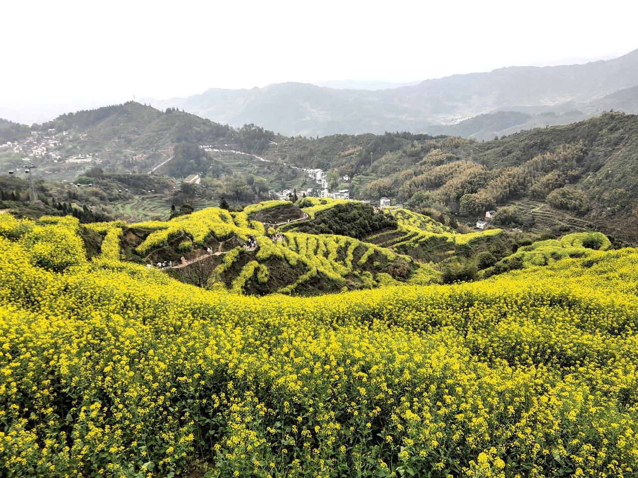 两天的婺源行，第一天被大雨淋的差点感冒，第二天被挤的怀疑人生。今天婺源篁岭的