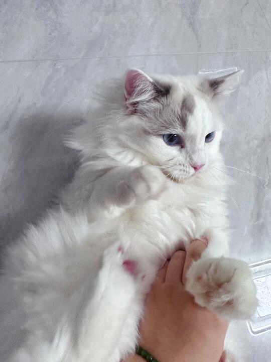 养猫rua猫真的好治愈！