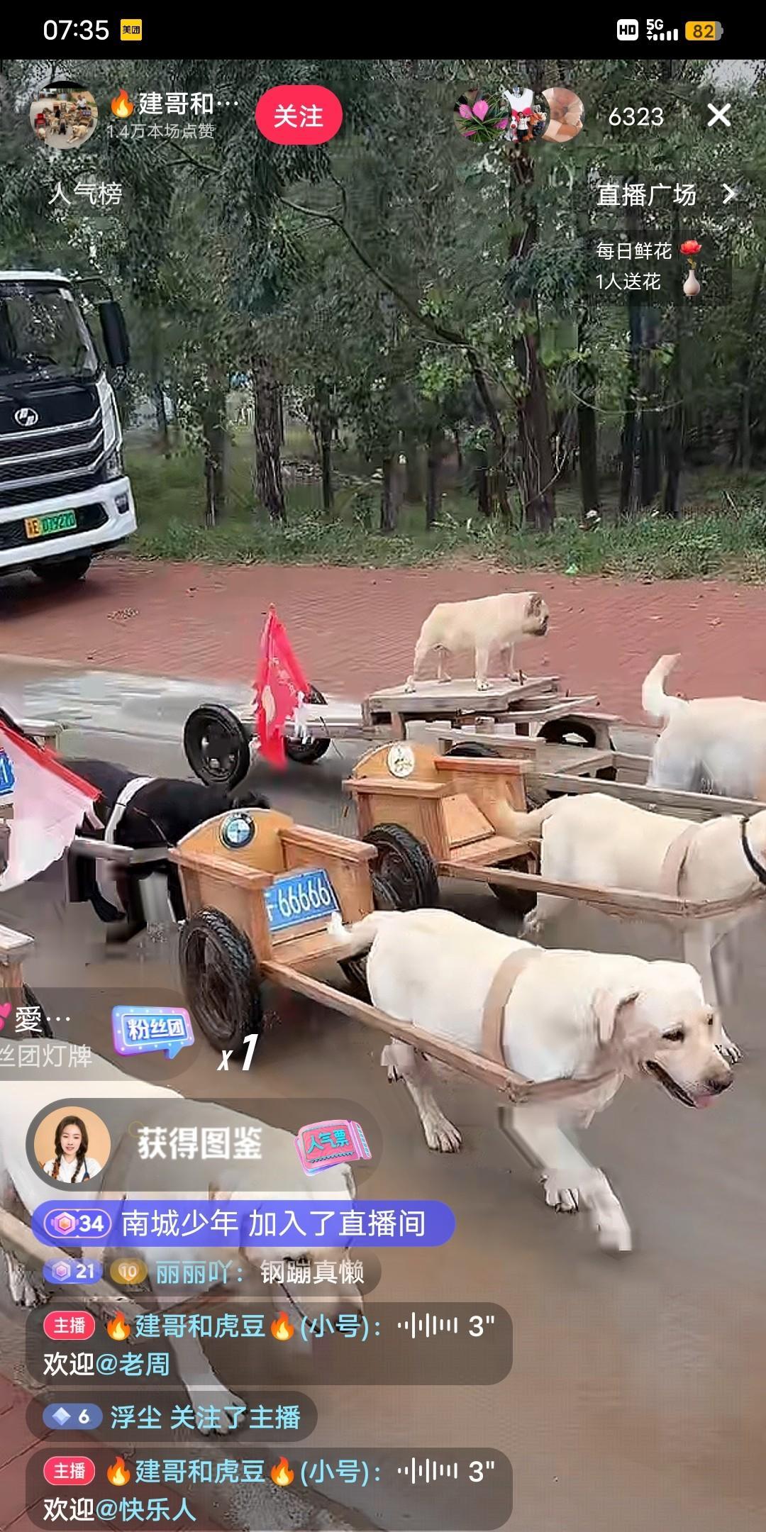 直播间奇葩多，狗狗当主角拉车赚米太辛苦。发现一个直播间里竟然有一堆狗子在拉车，