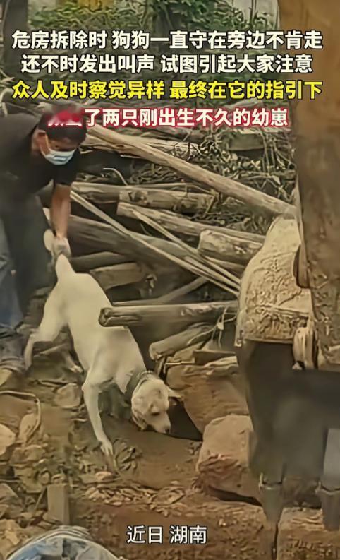 母爱不分物种！湖南一拆迁现场，流浪狗死守废墟，不管工人驱赶拉拽它仍埋头疯狂翻找。