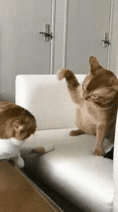 橘猫这波“家法”太解气！猫咪界也容不下“出轨”？家人们谁懂