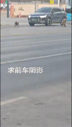 前方什么情况？司机为啥不下车劝劝？哇塞！一天的疲惫一扫而空！白车车主就算抑