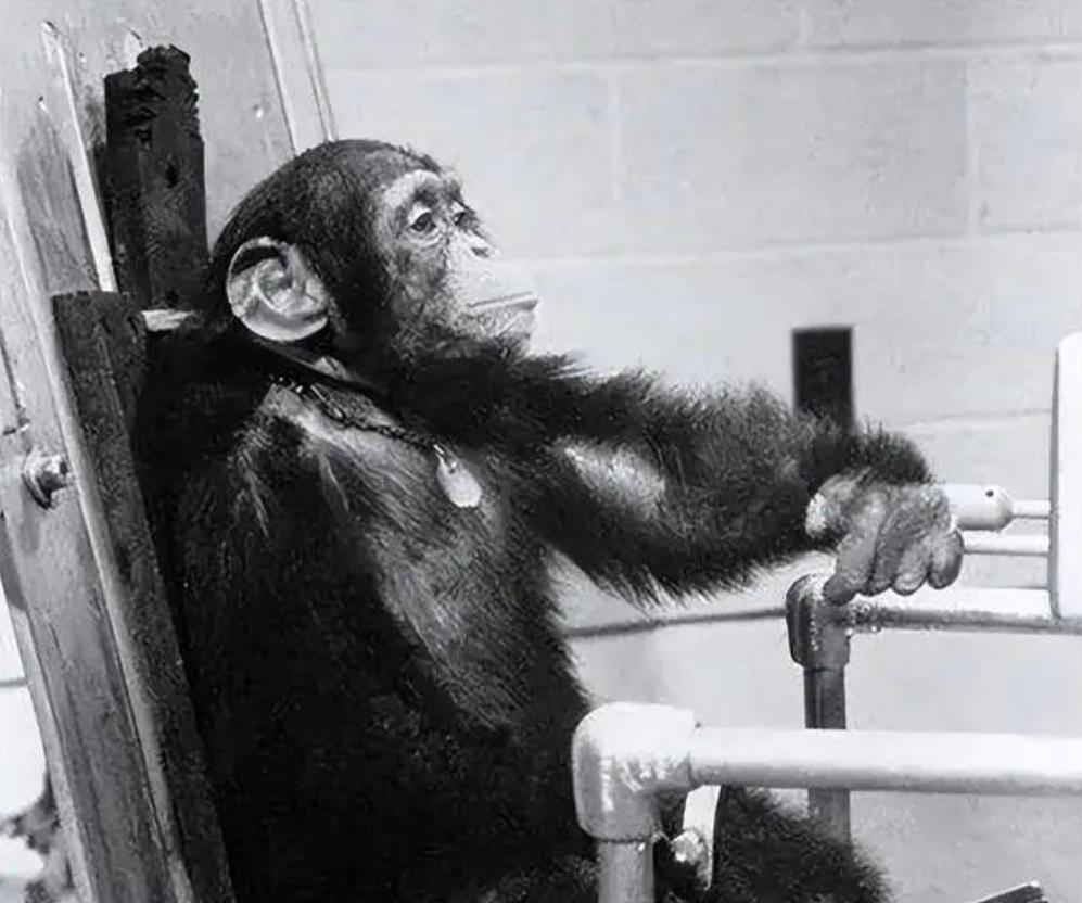 1961年，美国把一只猩猩送上了太空，虽然它活着回来了，但是科学家吃惊地发现，它