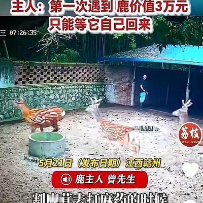 5月21日有消息传出，江西赣州养殖户曾先生打算给自家梅花鹿注射麻药收割鹿茸，过程