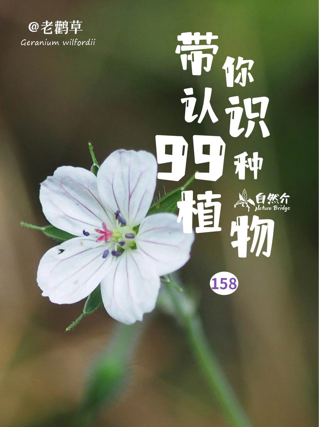 带你认识99种植物