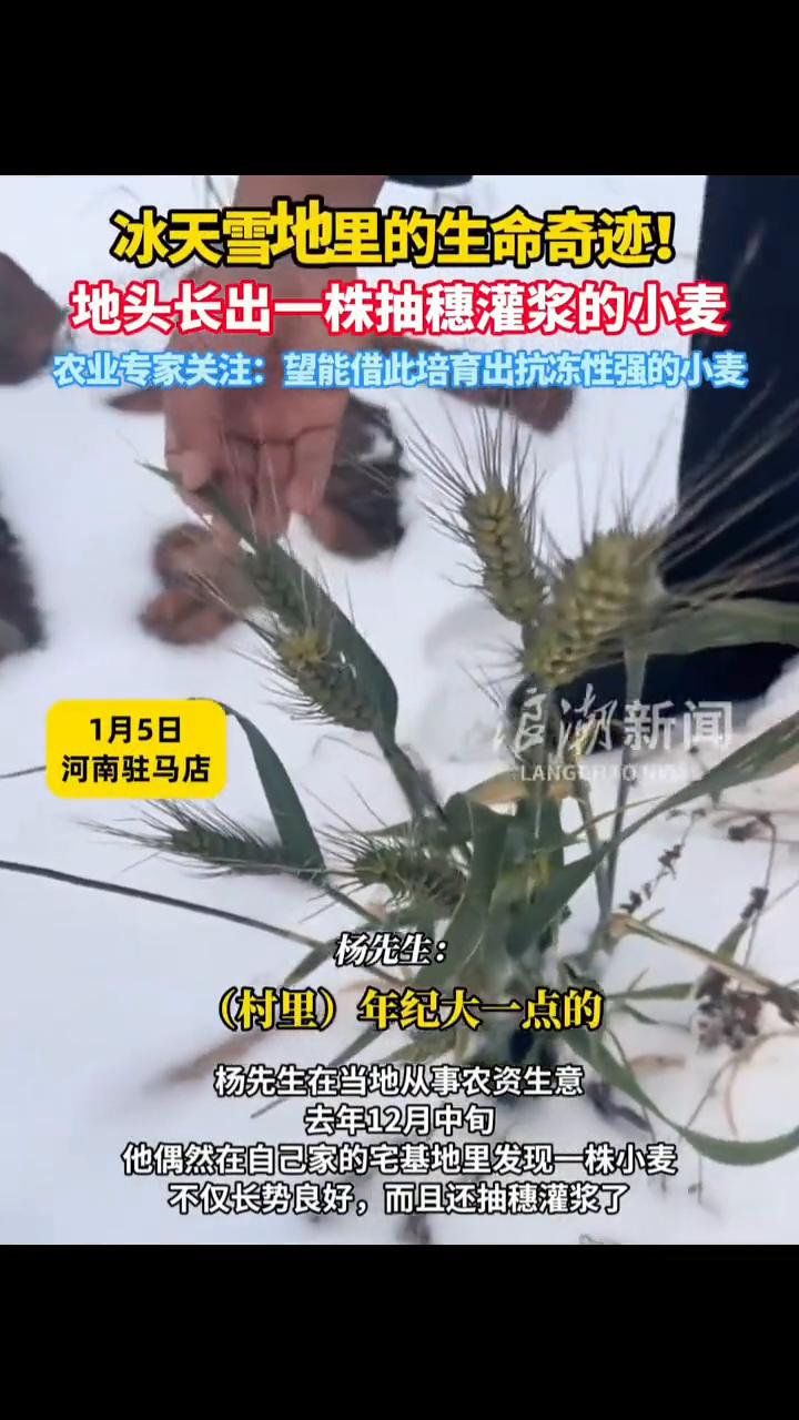 冰天雪地里的生命奇迹！地头长出一株抽穗灌浆的小麦。浪湖新闻。农业专家关注：望