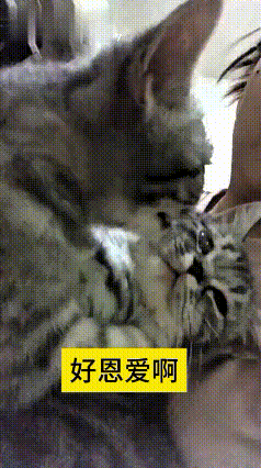 能养上一对不打架，还天天腻歪亲热的猫咪，真的是特别幸运的事儿！多少家里养两只猫