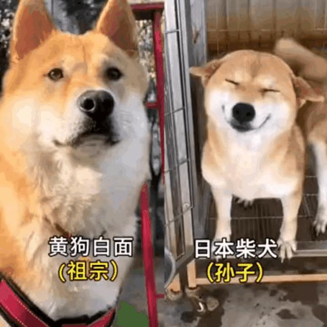 老祖宗严选还真是不错呀！看看咱们的中华田园犬一脸忠诚、憨厚加正义。养个这样的狗狗