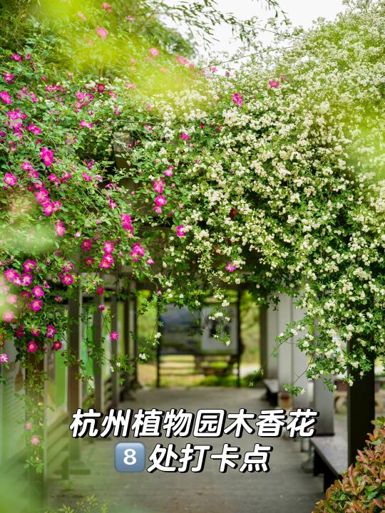 99%杭州人不知道❗️植物园有8️⃣处木香花❗️❗️