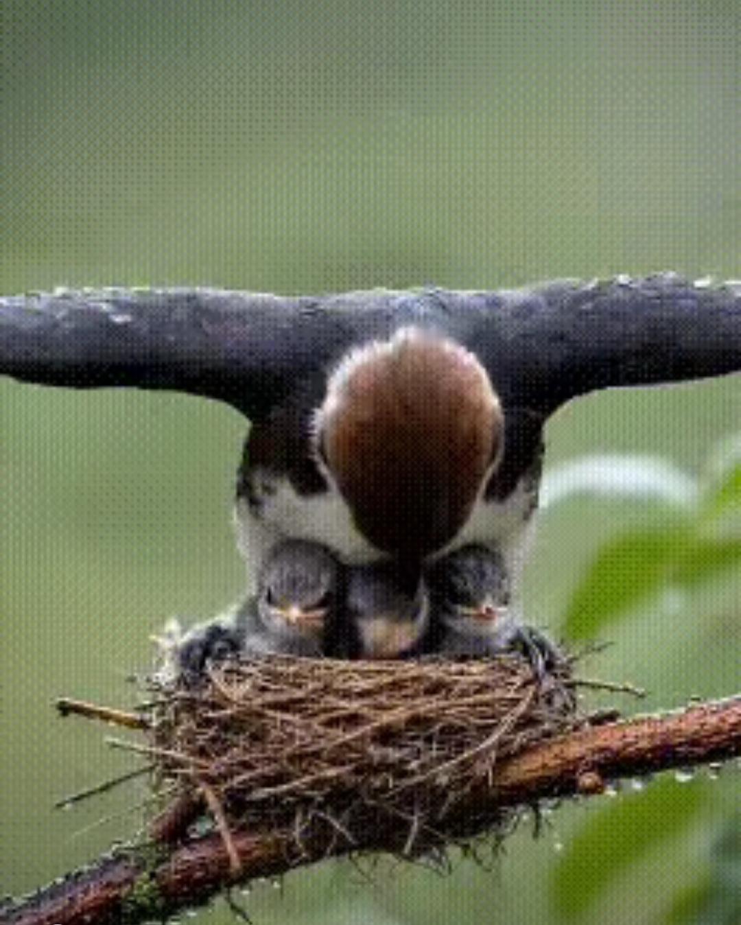 什么叫真正的保护伞！带你见识一下！真的是太神奇了！无论动物还是人类，母爱都是