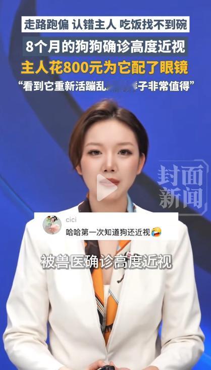 吉林一只8个月大的狗，走路跑偏、吃饭找不到碗。主人带它一查，高度近视。于是花了